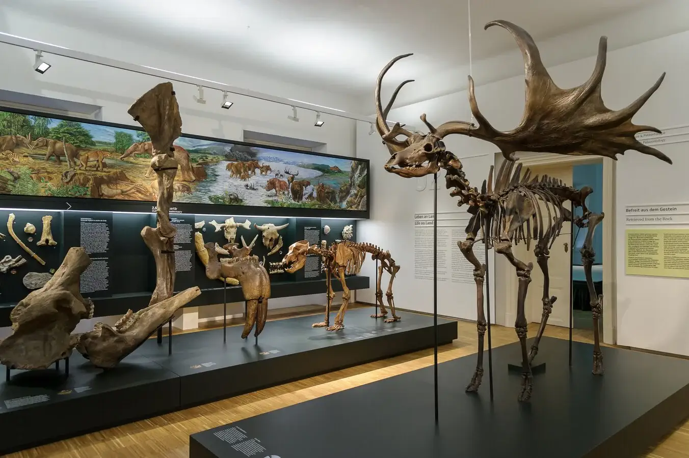Natural History Museum Graz
