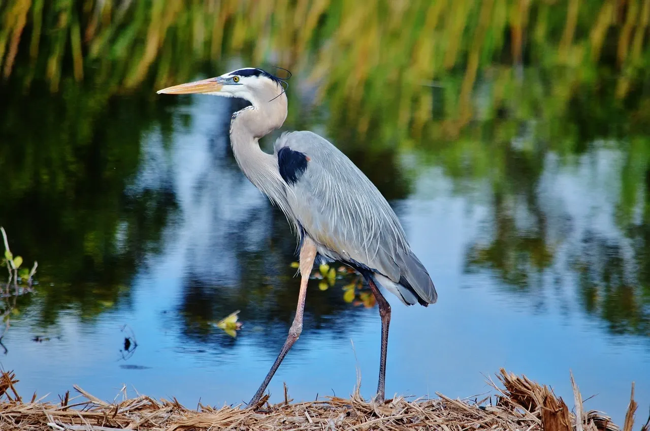 Birdwatching in Florida's Wildlife Preserves