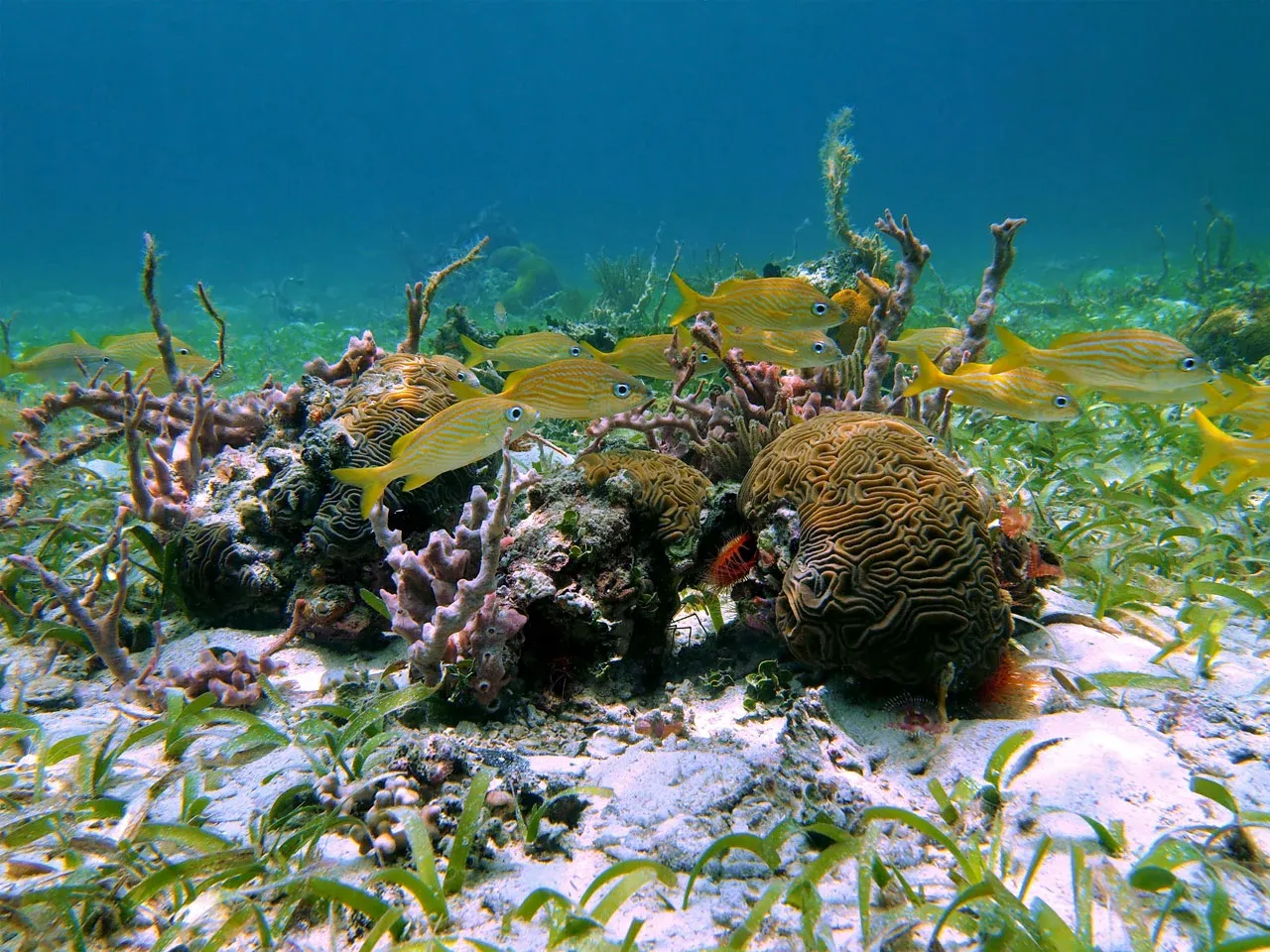 Looe Key Coral Reef Florida