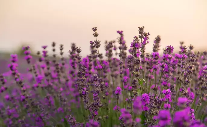 blooming-lavender