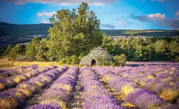 lavender-field-sault-provence-france