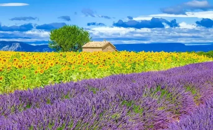 lavender-fields-france