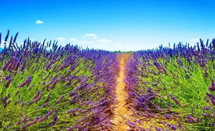 lavender-fields-near-valensole-provence-france