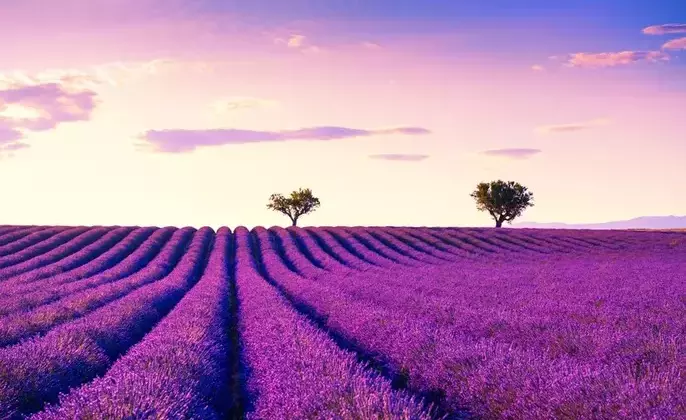 lavender-fields-valensole-provence-france
