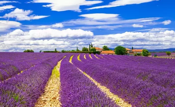 violet-feelds-lavander-provence-france