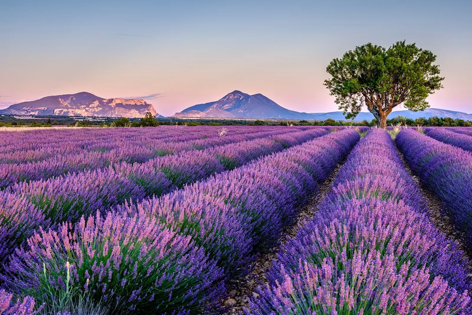 Provence-Lavender-Fields-France