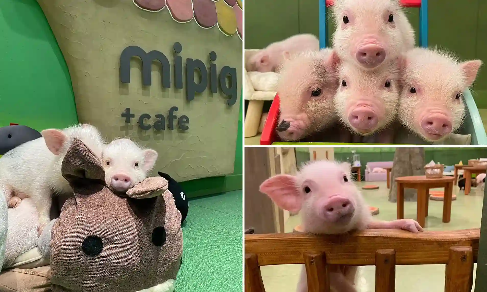 Japanese Pig Cafes
