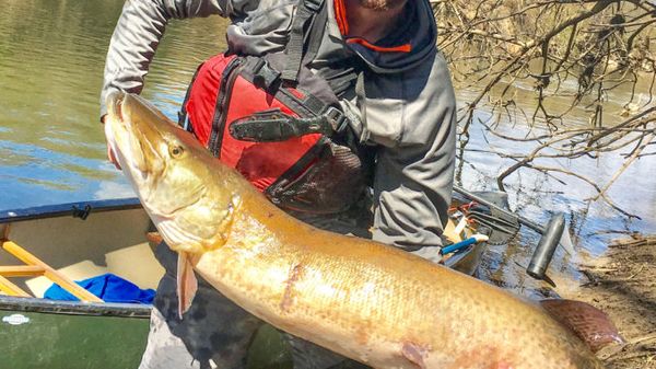 The Ultimate Guide to Muskie Fishing on the French Broad River